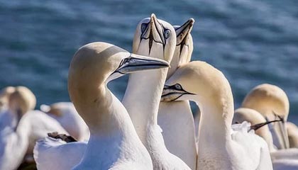 开yun体育-马赛新援闪耀欧洲赛场，成为球队新核心，马赛联赛