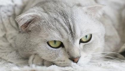 开云体育 kaiyun sports-伊朗队战胜法国，成功晋级决赛，伊朗vs法国